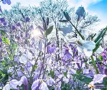 关于春想系讲遗息，球广爱子哈新板的信息